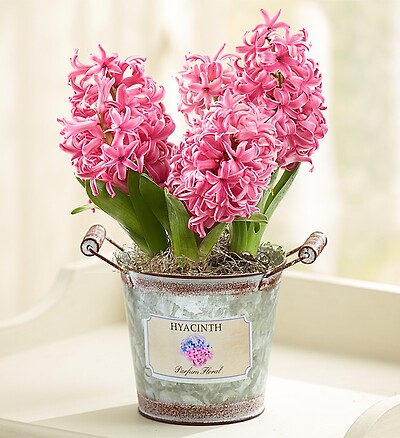 Heavenly Hyacinth + Free Gloves